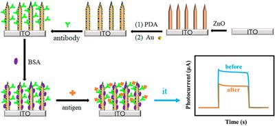 Bioinspired Synthesis of ZnO@polydopamine/Au for Label-Free Photoelectrochemical Immunoassay of Amyloid-β Protein